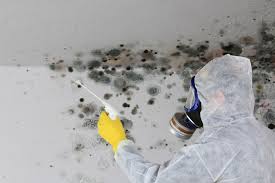 Best Real Estate Mold Inspection  in Park Forest, IL